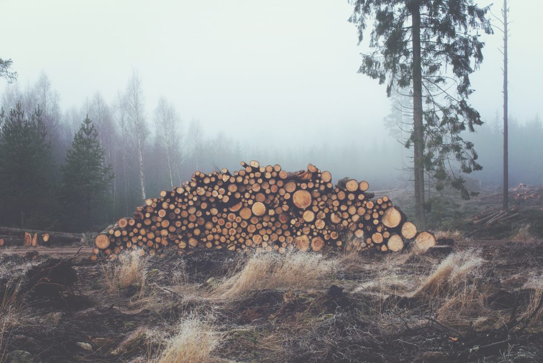 Free photo of Large Stack Logs
