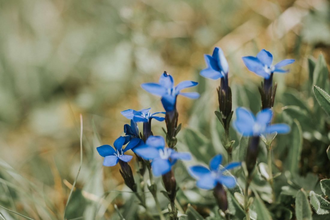 Free photo of Blue Summer Flowers