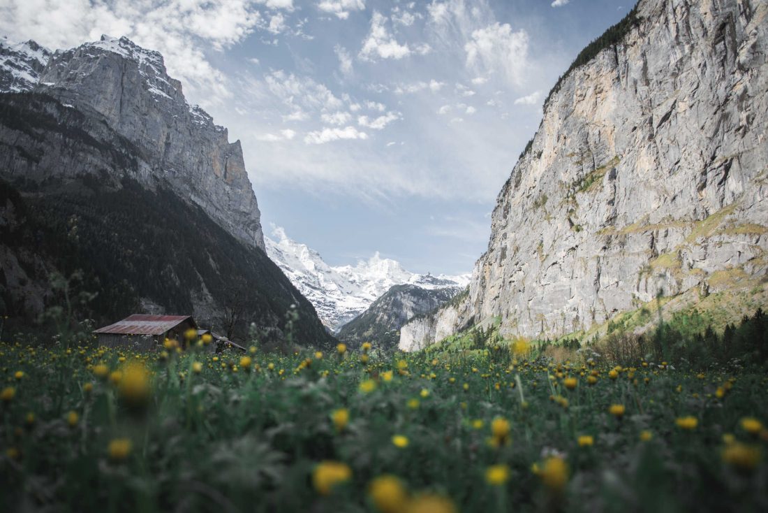 Free photo of Yellow Flowers & Swiss Mountains