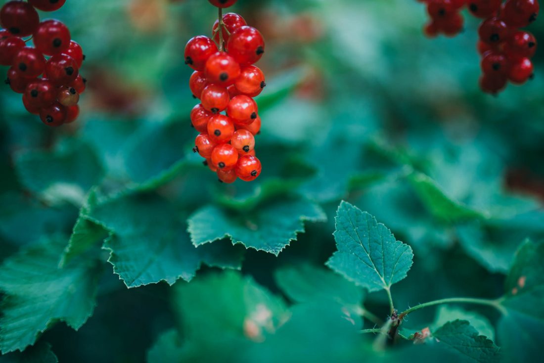 Free photo of Red Berry Fruit