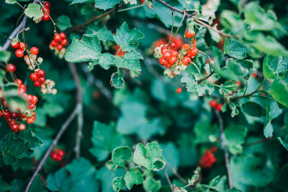 Free photo of Berry Bush in the Summer