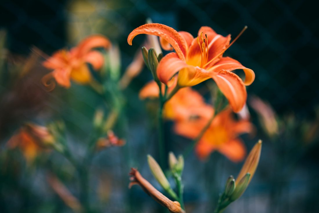Free photo of Bright Orange Flower in Bloom
