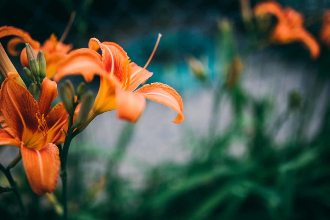 Free photo of Orange Summer Flower in the Spring