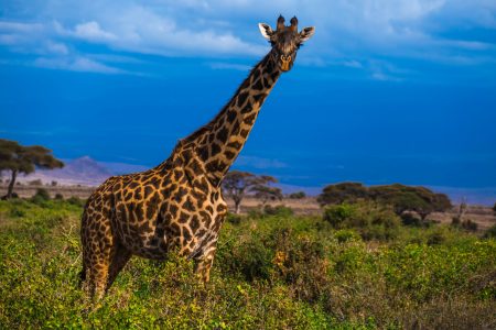 Giraffe in Africa Safari Free Stock Photo