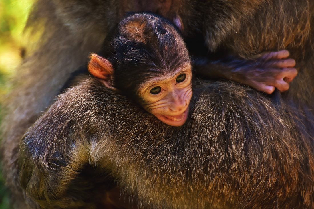 Free photo of Monkey Apes