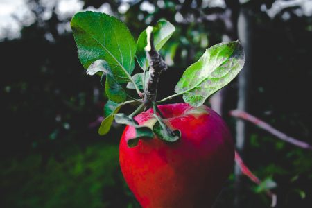 Red Apple in Tree Free Stock Photo