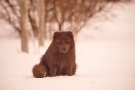 Arctic Fox in the Snow Free Stock Photo