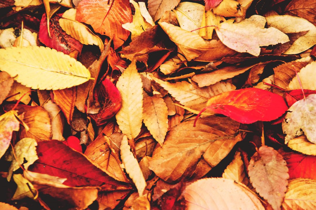 Free photo of Autumn/Fall Leaves