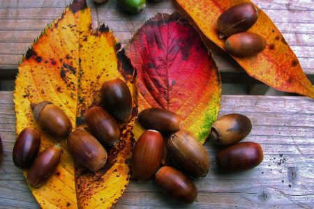 Autumn/Fall Leaves & Acorns Free Stock Photo