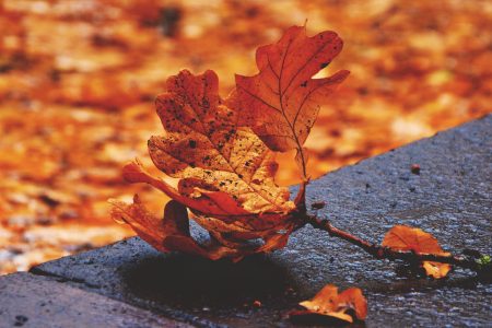Fall Leaves Free Stock Photo