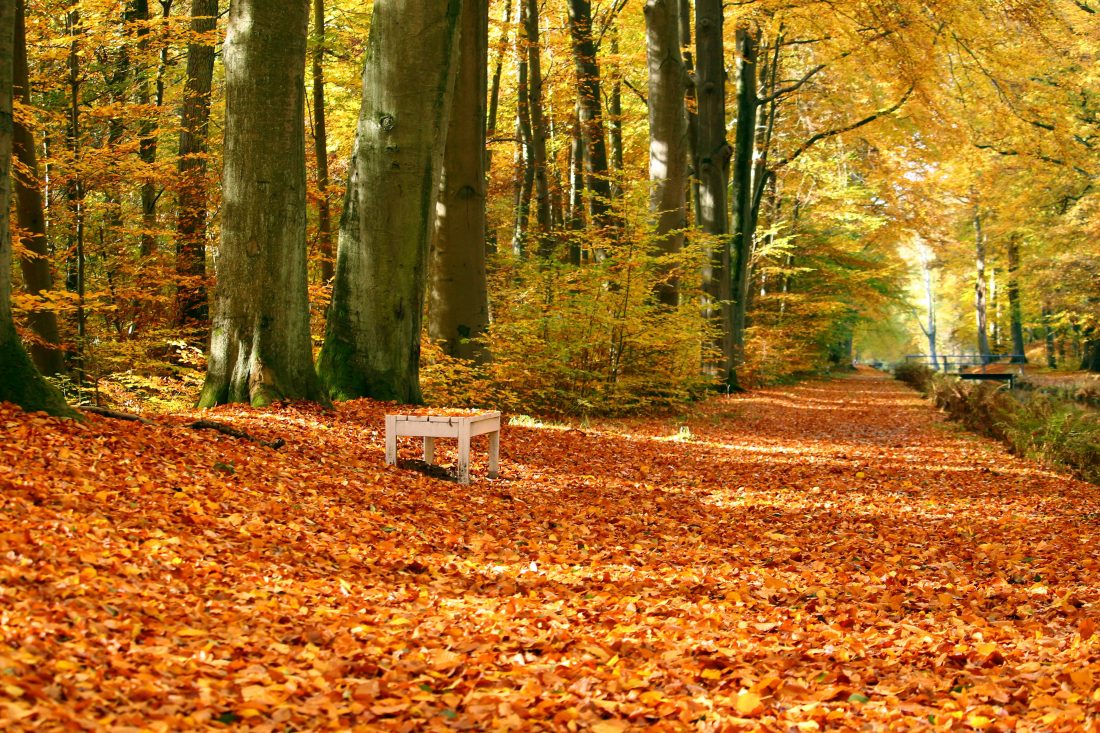 Free photo of Autumn/Fall Park
