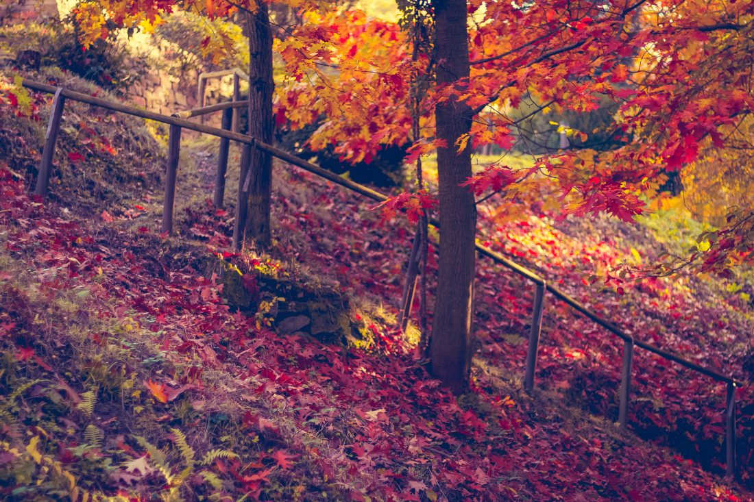 Free photo of Autumn Forest Leaves Tones