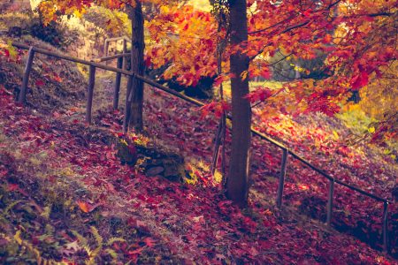 Autumn Forest Leaves Tones Free Stock Photo