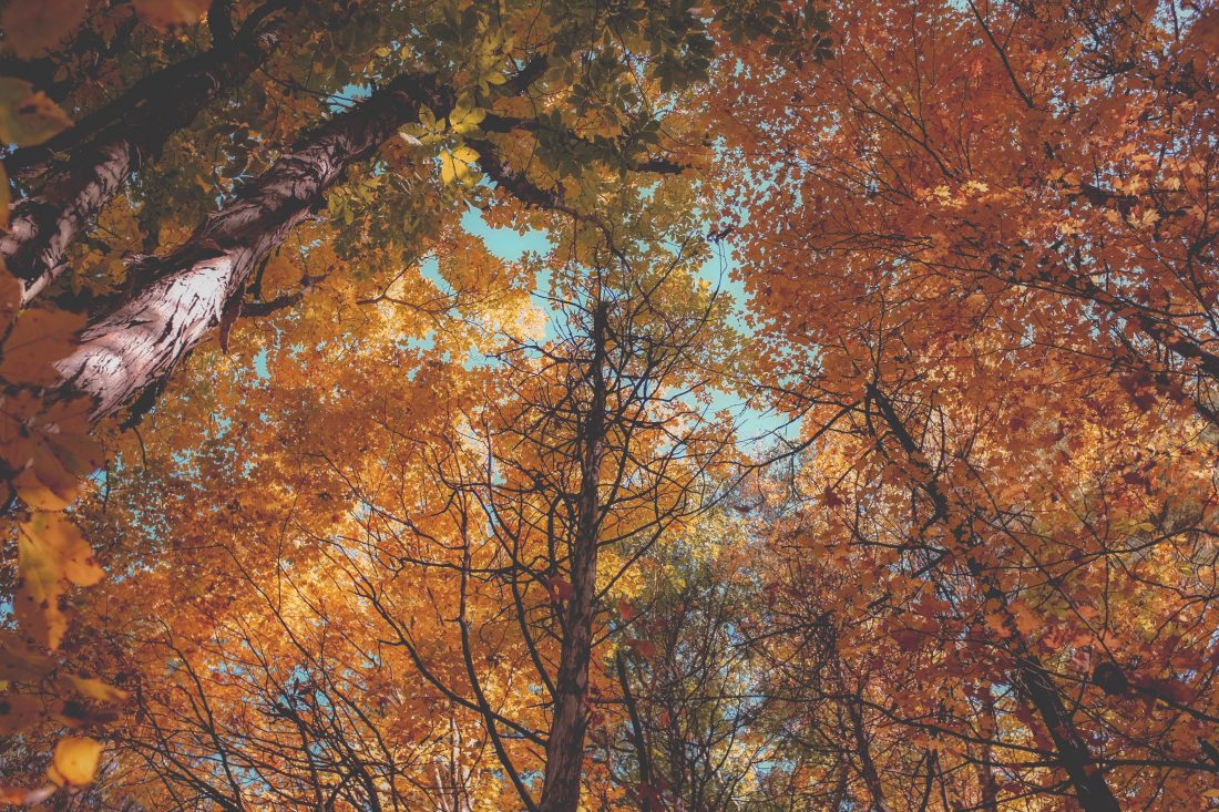 Free photo of Autumn Trees