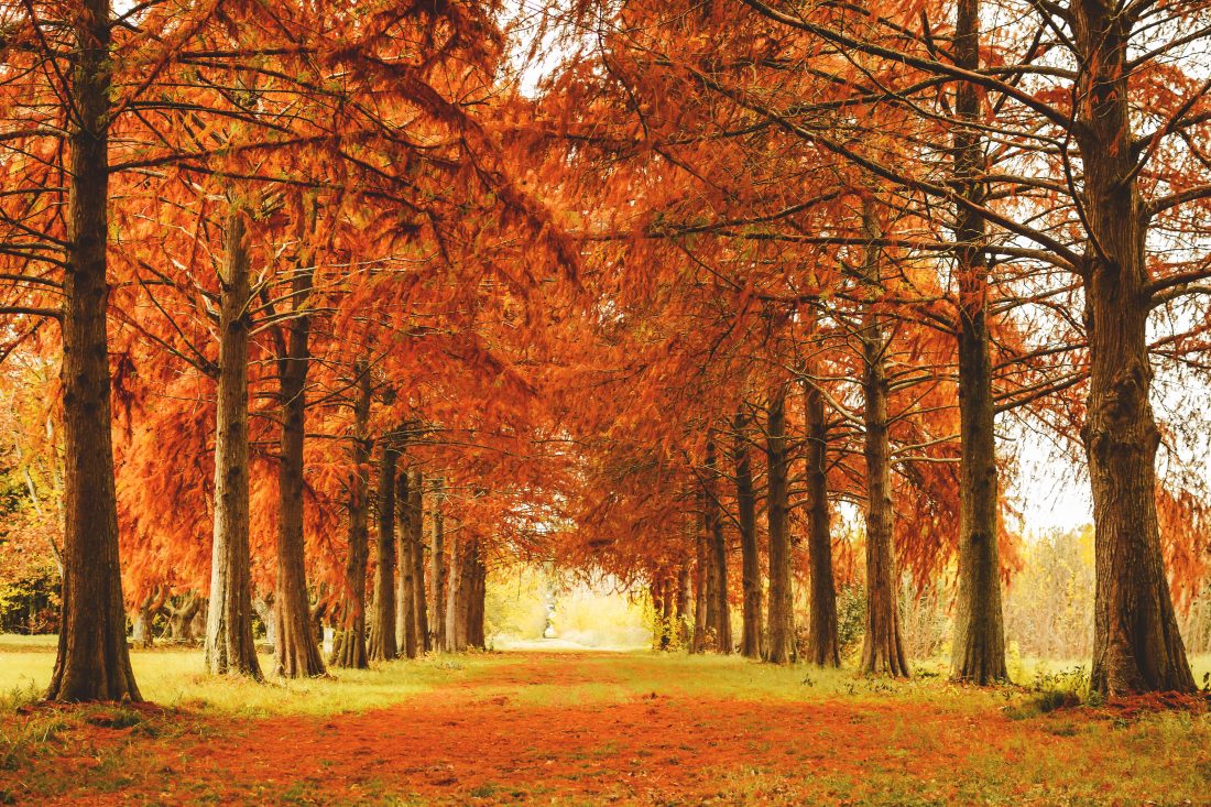 Free photo of Trees in Fall