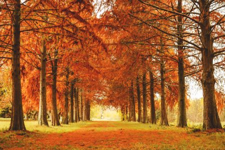 Trees in Fall Free Stock Photo