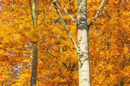 Trees in Autumn Free Stock Photo