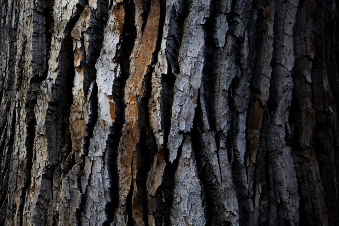 Free photo of Tree Bark Texture