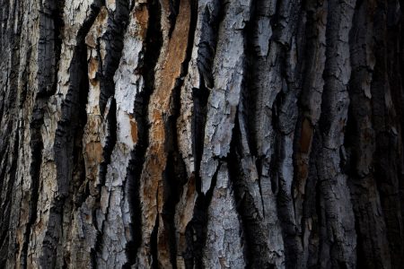 Tree Bark Texture Free Stock Photo