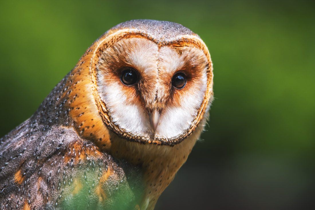 Free photo of Barn Owl
