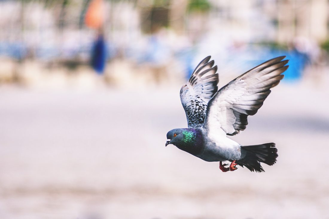Free photo of Flying Pigeon Bird