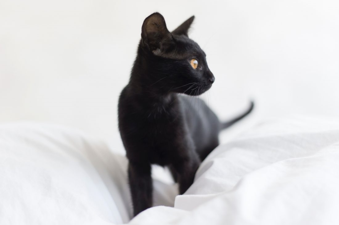 Free photo of Black Cat