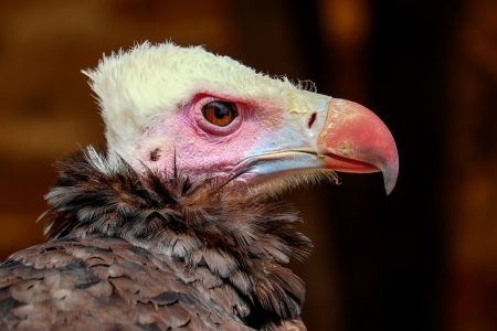Vulture Birds Free Stock Photo