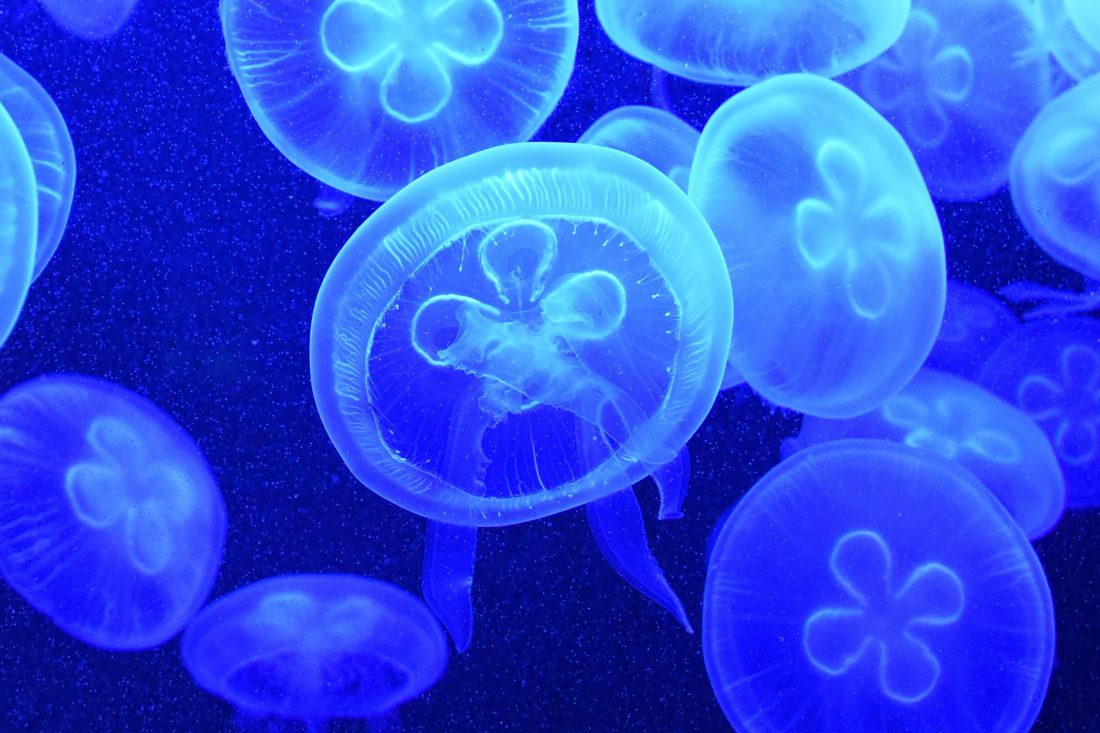 Free photo of Blue Jellyfish