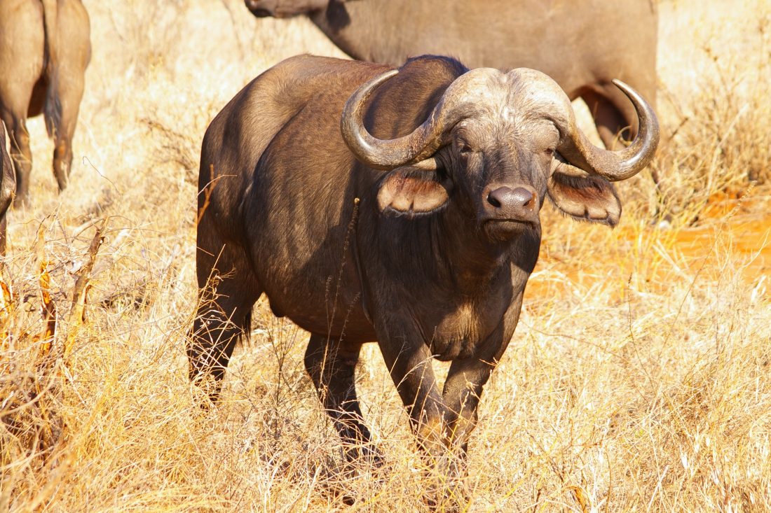 Free photo of Buffalo in Africa