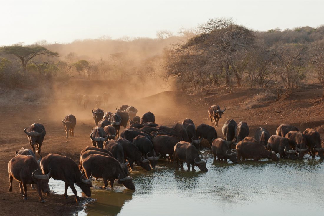 Free photo of Buffalo in South Africa