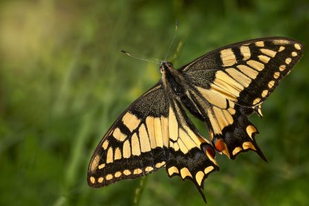 Butterfly Insect Free Stock Photo