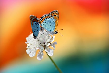 Pair of Butterflies Free Stock Photo