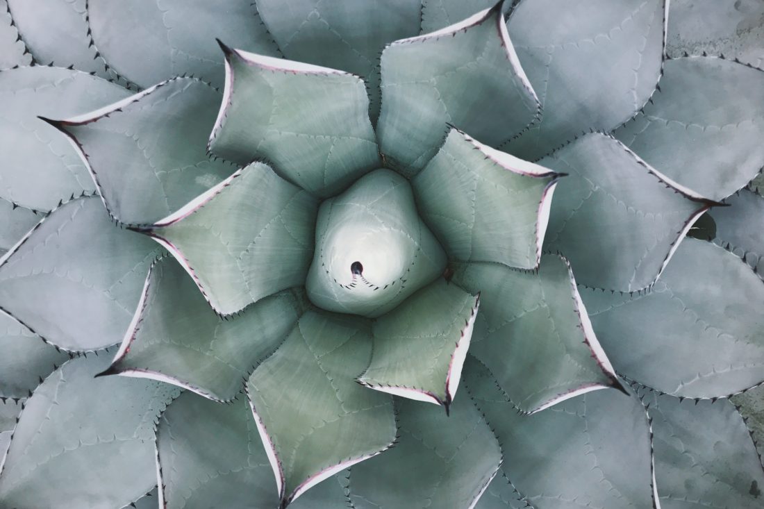 Free photo of Cactus Plant
