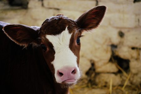Calf Cow Free Stock Photo
