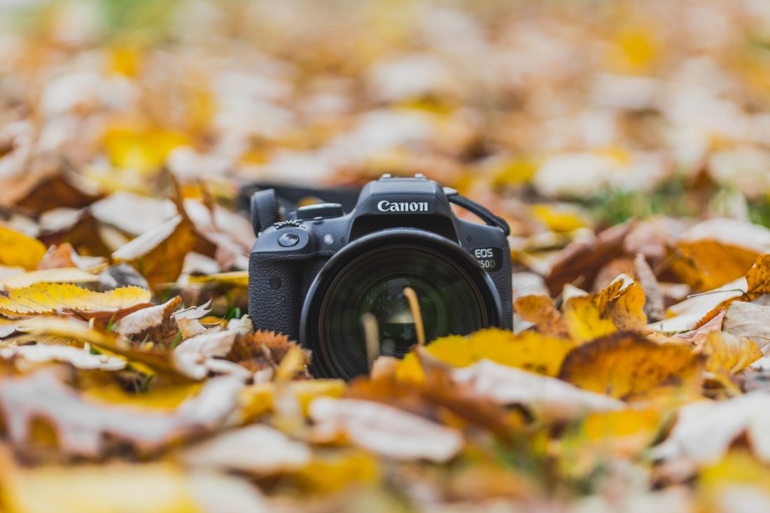 Free photo of Camera in Leaves