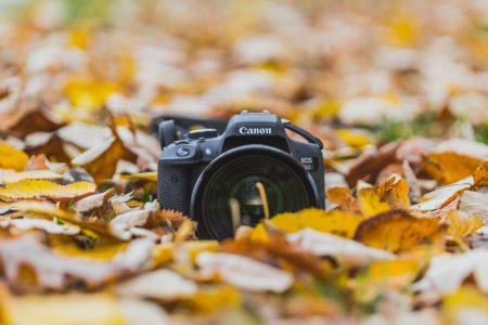 Camera in Leaves Free Stock Photo
