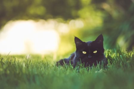 Cat in Grass Free Stock Photo