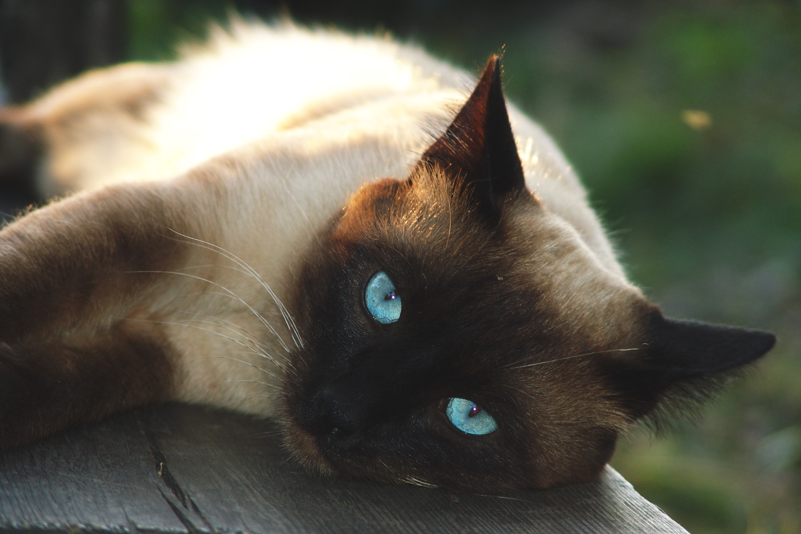 Фотографии сиамской кошки. Сиамская кошка. Сиамская кошка Сиамская кошка. Сиамская порода. Сиамцы коты.
