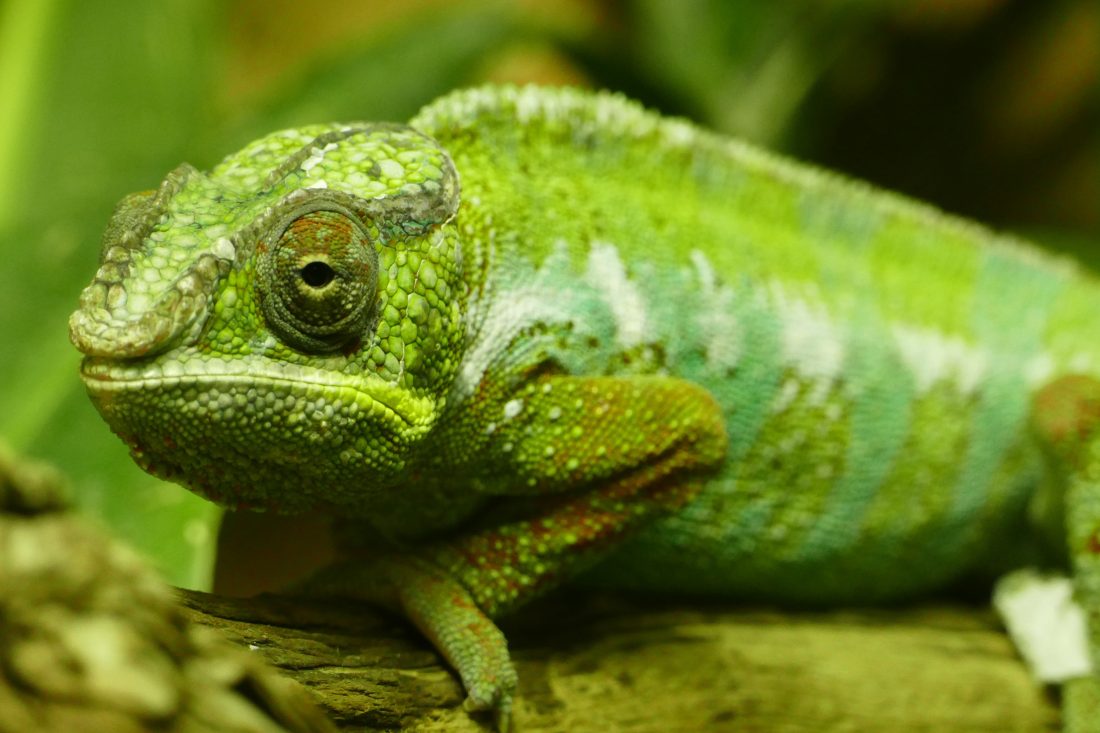 Free photo of Chameleon Lizard