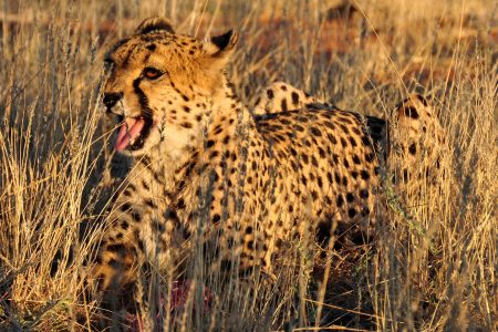 Cheetah in Africa Free Stock Photo