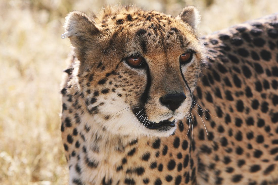 Free photo of African Cheetah