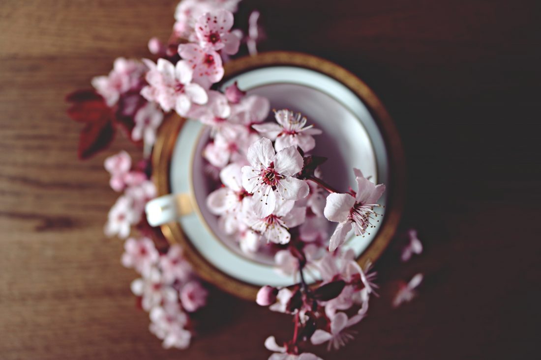 Free photo of Cherry Blossom