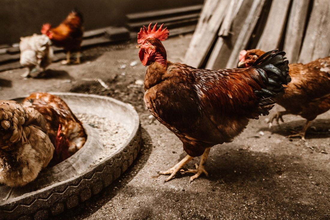 Free photo of Farming Chickens