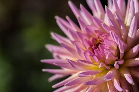 Chrysanthemum Flower Free Stock Photo