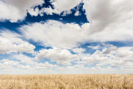 Clouds in Wheat Field Free Stock Photo
