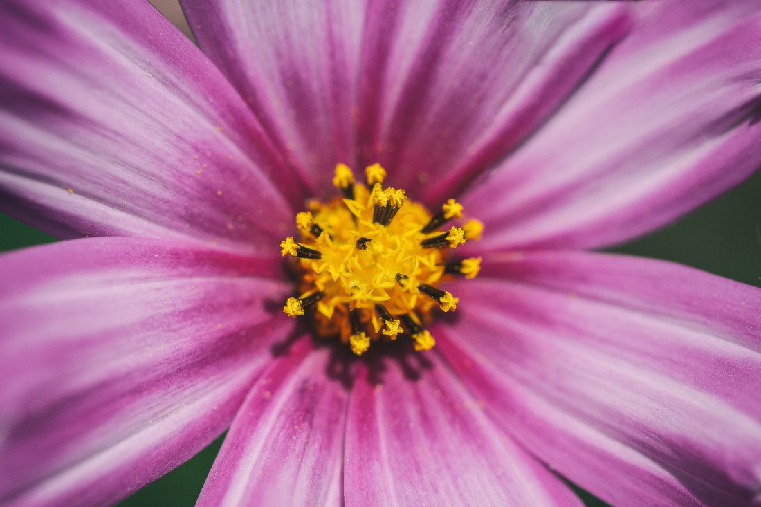 Free photo of Cosmos Flower Macro