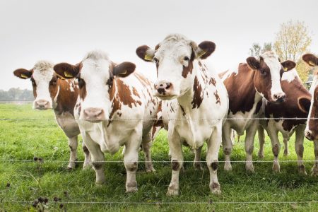 Cows in Field Free Stock Photo
