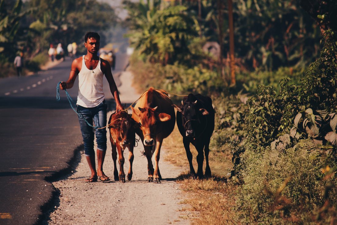 Free photo of Cows in India