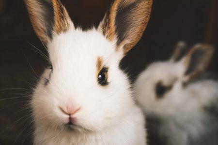 Cute Rabbits Free Stock Photo