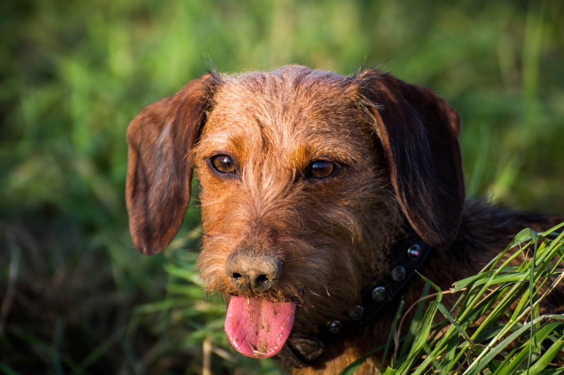 Free photo of Dachshund Dog